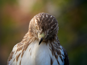 POV - you're next on the menu