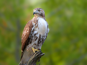 Perched Red Tailed Hawk