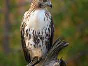 Perched Red Tailed Hawk