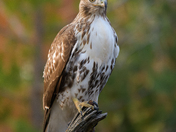 Perched Red Tailed Hawk