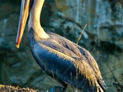 California Coastal National Monument
