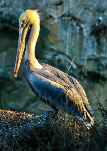 California Coastal National Monument