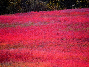 Blueberry field in fall