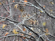 Hiding in plain sight