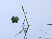 The last frog