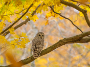 Barred owl in October