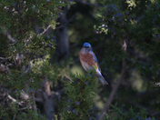 Grand Canyon National Park, South Rim, Desert View