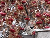 Northern Flicker