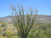 Saguaro National Park