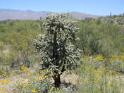 Sagauro National Park