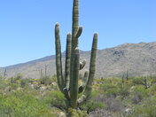 Saguaro National Park