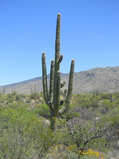 Saguaro National Park