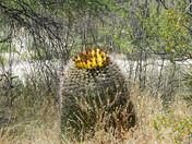Saguaro National Park