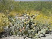 Saguaro National Park