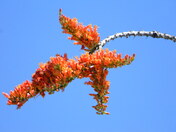 Saguaro National Park