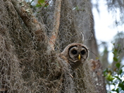 The Okefenokee National Wildlife Refuge