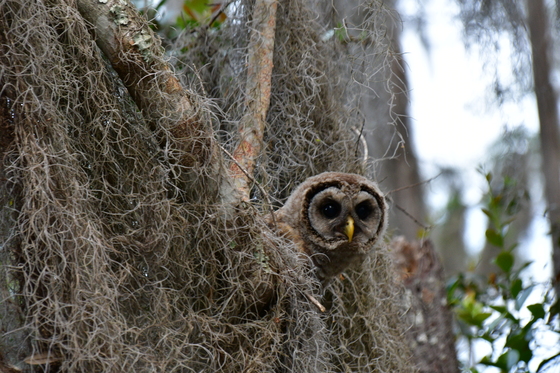 The Okefenokee National Wildlife Refuge