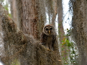 The Okefenokee National Wildlife Refuge