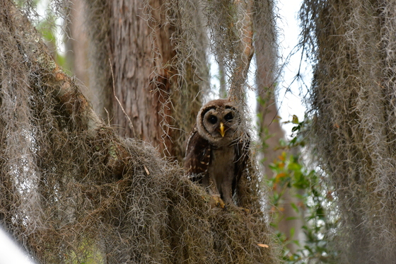 The Okefenokee National Wildlife Refuge