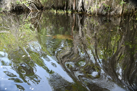 The Okefenokee National Wildlife Refuge