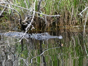 The Okefenokee National Wildlife Refuge