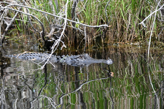 The Okefenokee National Wildlife Refuge