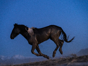 Simpson Springs Pony Express Route