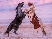 Simpson Springs Pony Express Route