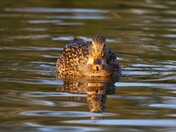 Mallard Duck (female)
