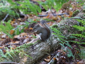 Hungry Squirrel