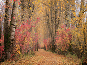 Fall in the Fraser Valley