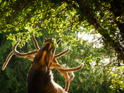 Roosevelt Elk