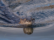 River Otter