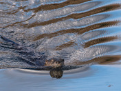River Otter