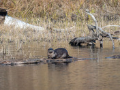 River Otter