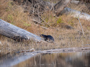 River Otter