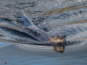 River Otter