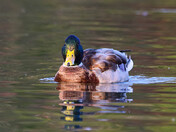 Mallard (male)