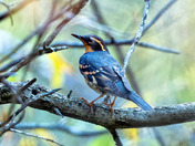 Varied Thrush