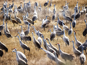 Sandhill Cranes