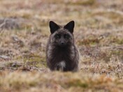 Silver Fox in Newfoundland