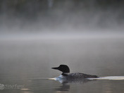 Mystical Loon