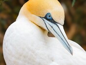 norther gannet in gros morne national park