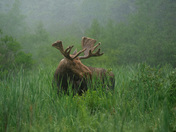 Bull Moose on a foggy morning