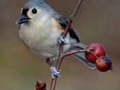Tufted Titmouse