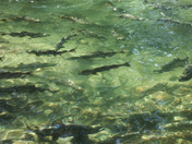 Spawning Salmon 