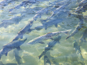 Spawning Salmon 