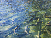 Spawning Salmon 