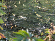 Spawning Salmon 