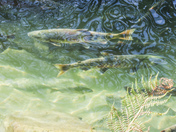 Spawning Salmon 